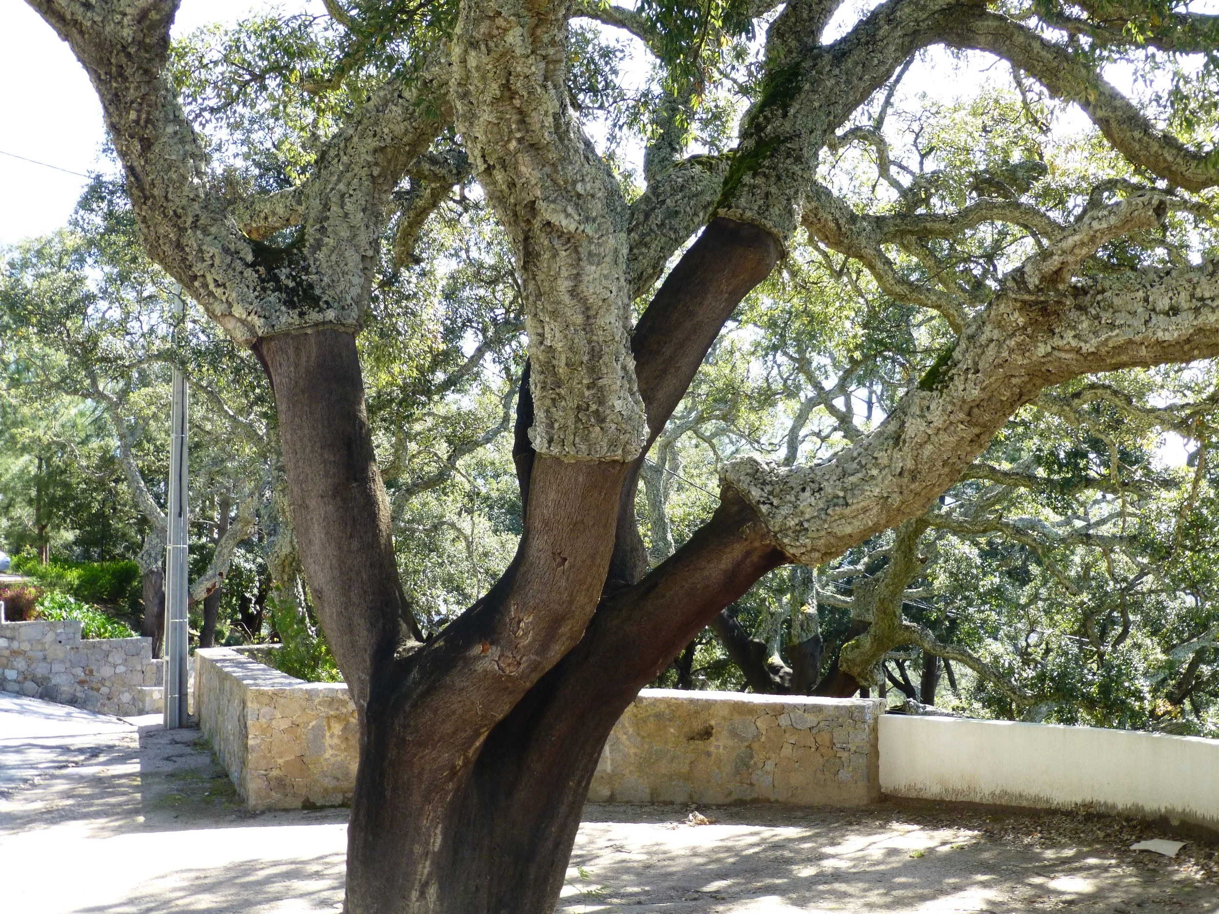 cork tree, algave