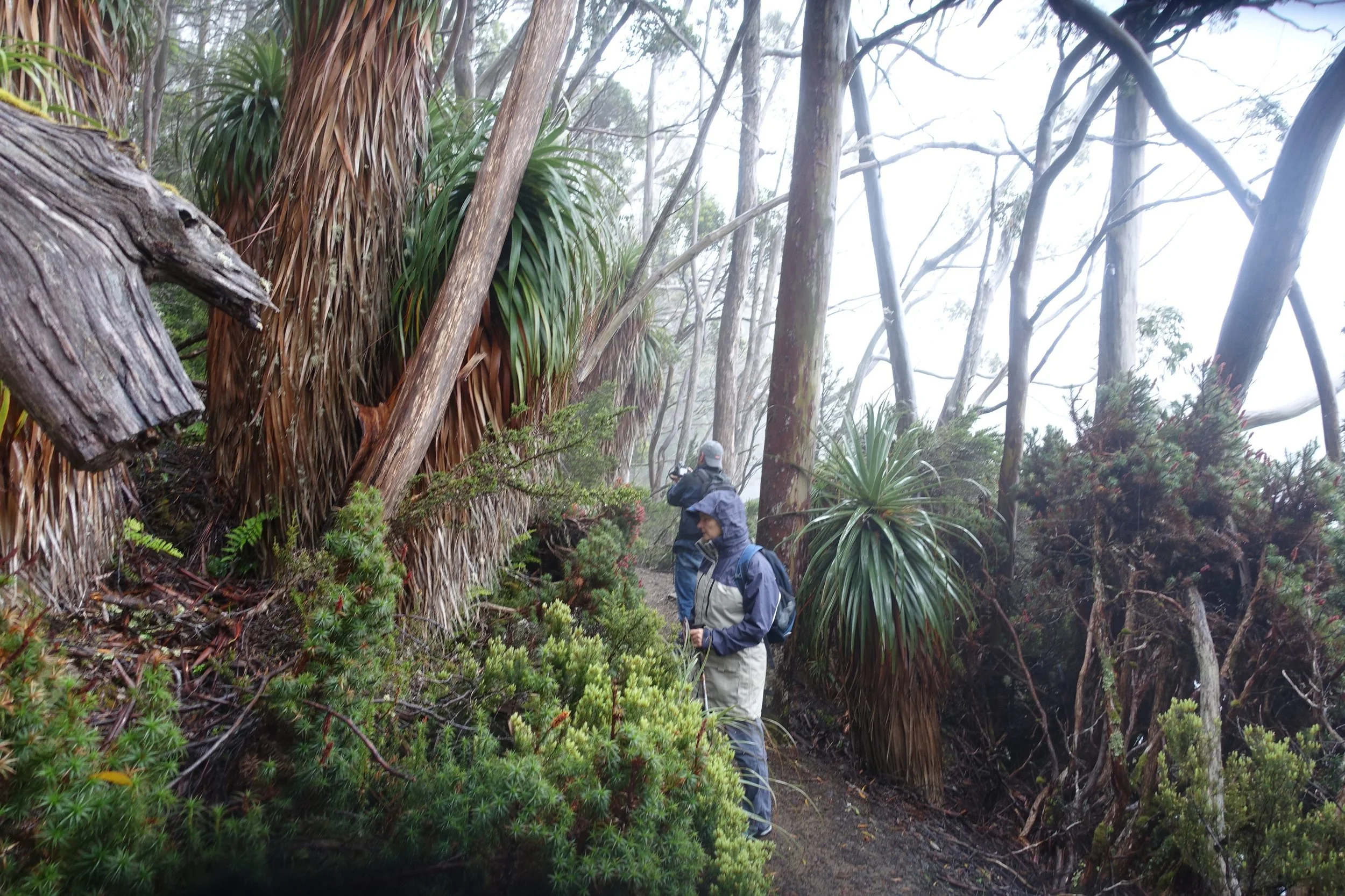 on the pandani walk