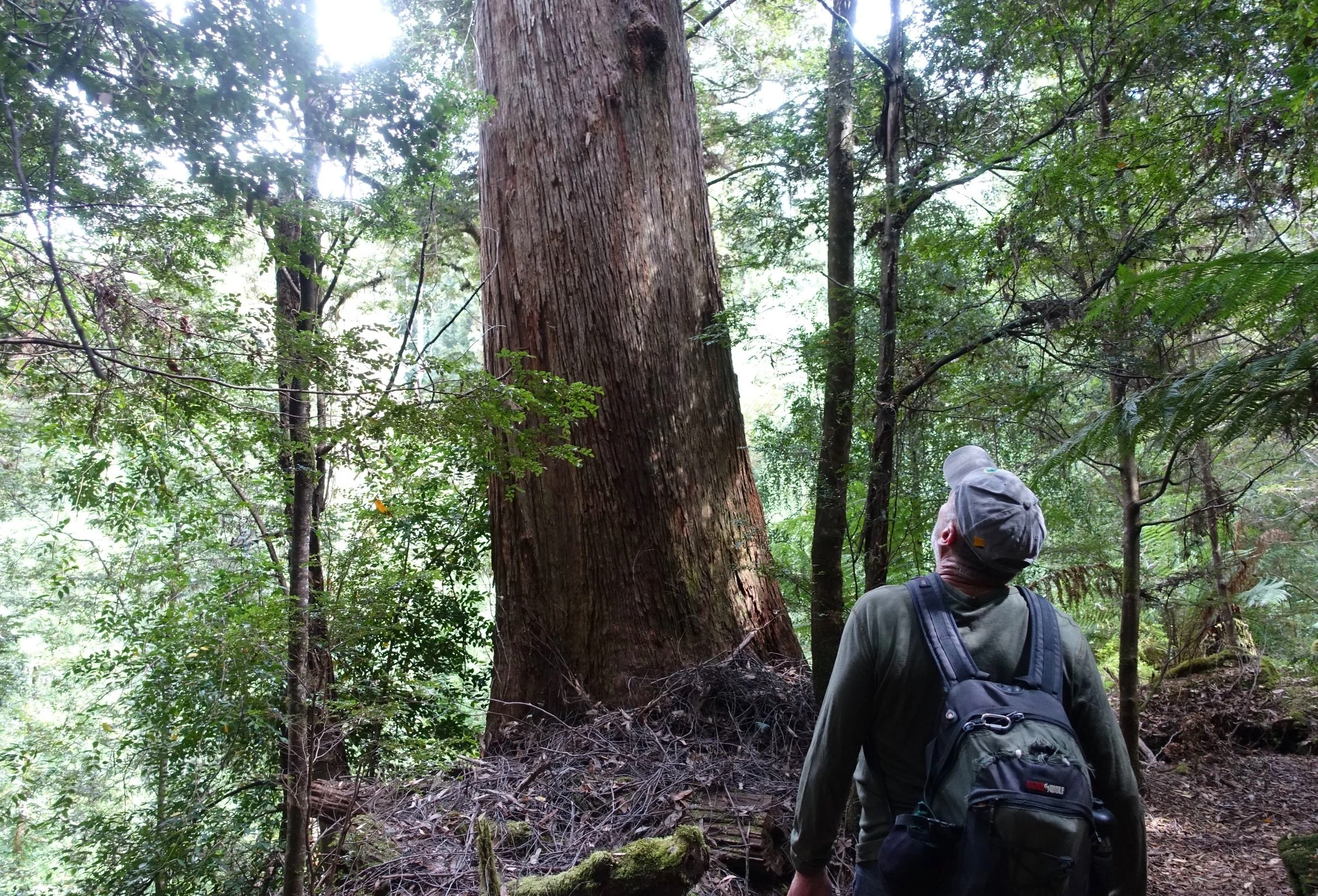 Two Walks in the Tarkine