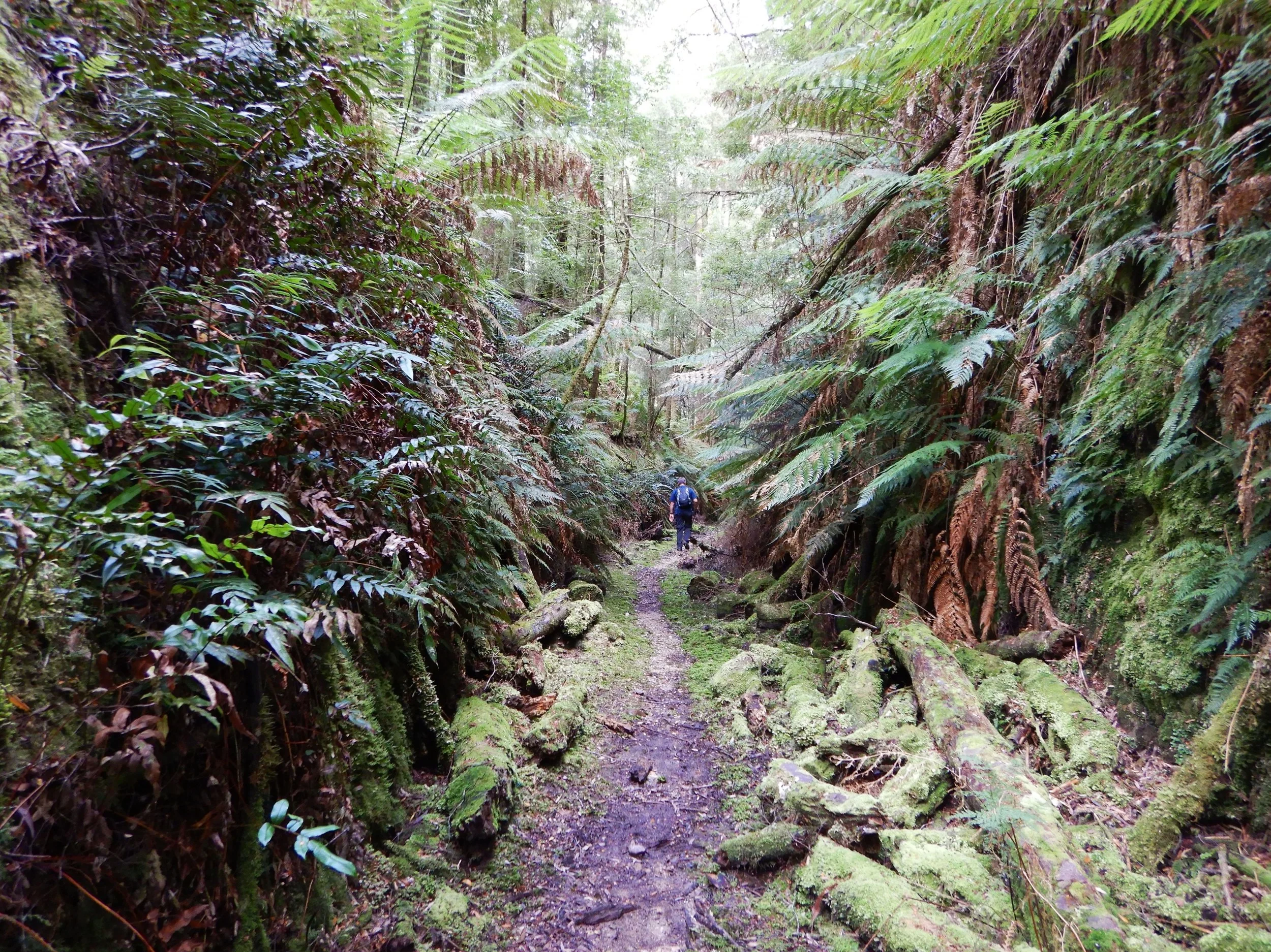 walking through an old railway cutting