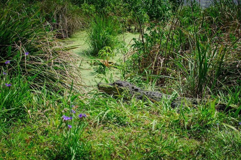St. Marks Wildlife Refuge-14.jpg