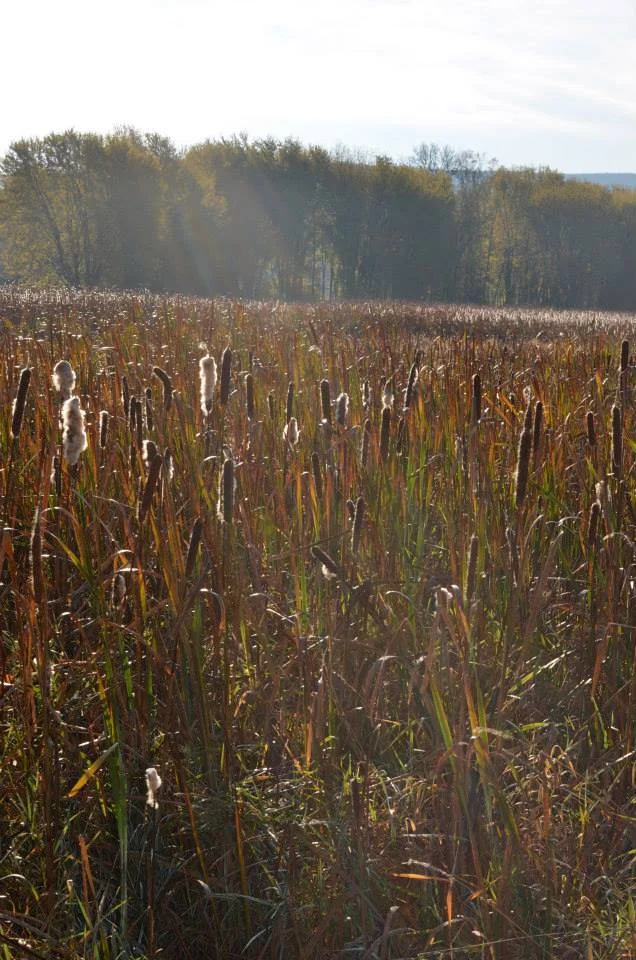 cattails.jpg