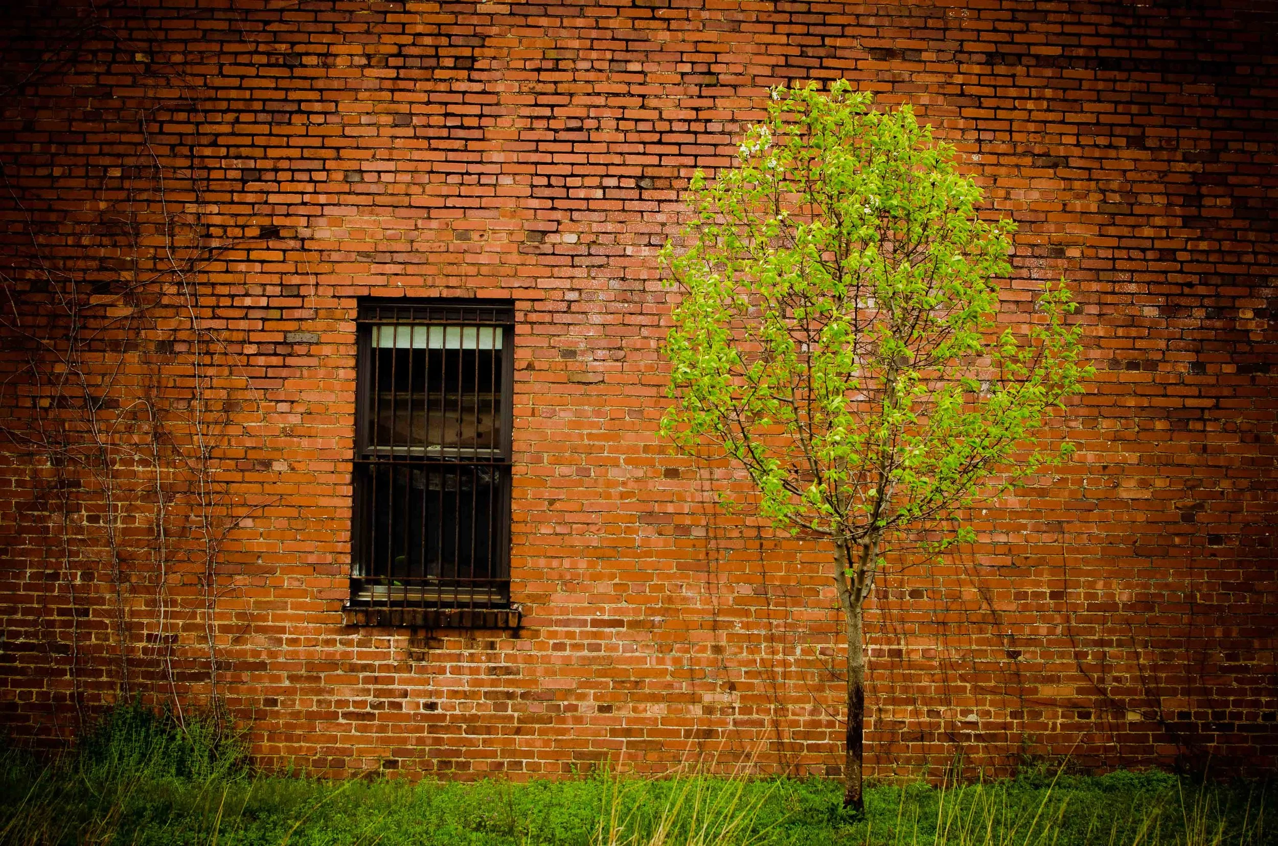 Lonely Tree-4.jpg