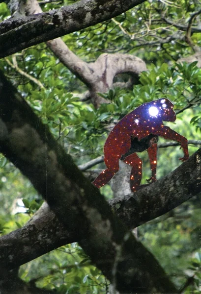 5_primateweb.jpg