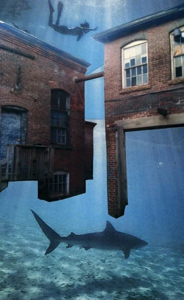 5_shark-collageweb.jpg