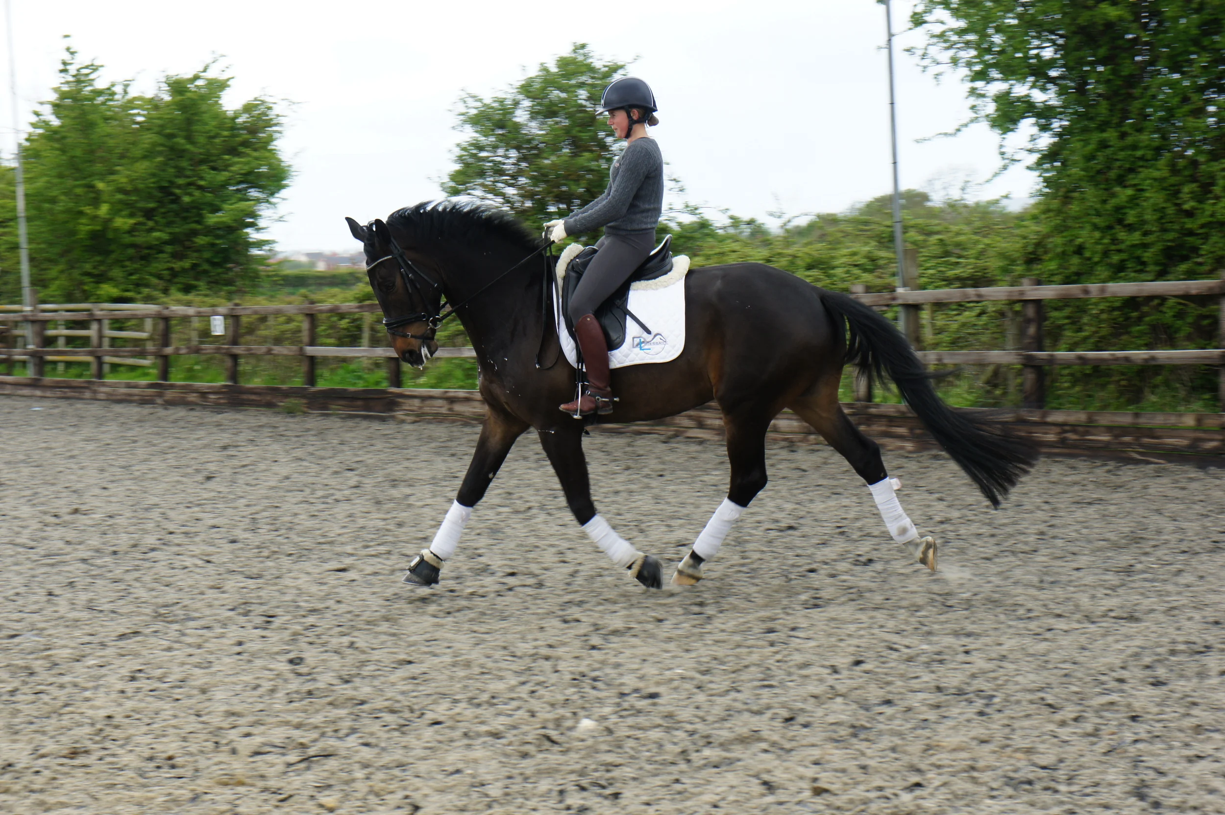 Kaiser Chief SP Stable Name : Seven Colour : Bay Height : 16.1 Sex : Gelding Sire : Kaiserkult Dams Sire : Sandro Hit Country of Origin : Great Britain Year Foaled : 2007 Level - Advanced Medium