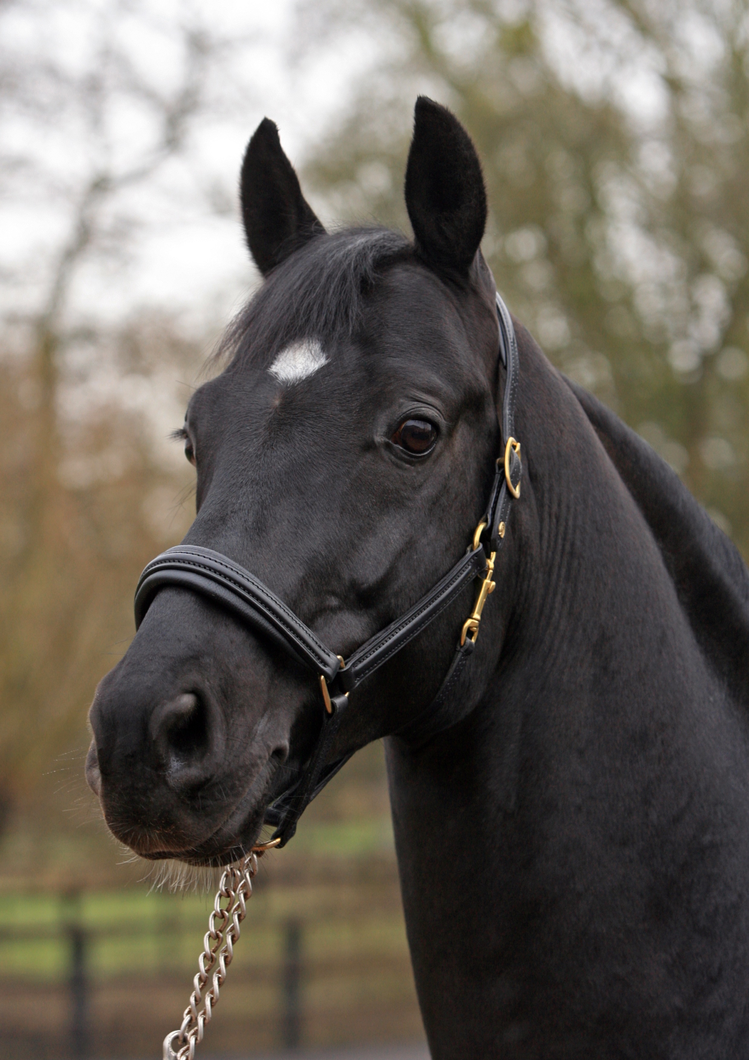 Pantheon M Stable Name : Phanta Colour : Black Height : 16.1 Sex : Stallion Sire : Pantheon M Country of Origin : Austria Year Foaled : 2006 Level : Working towards PSG