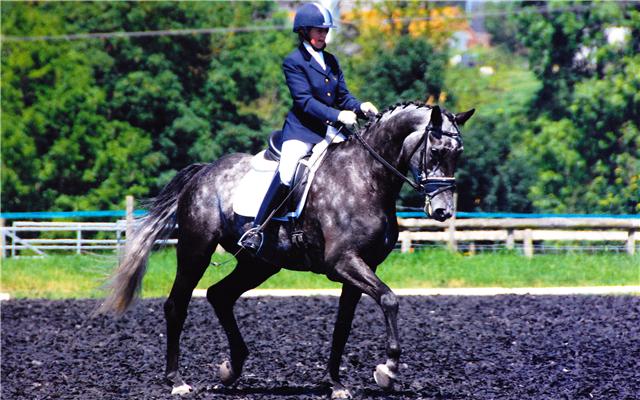 Royal Duchess Stable Name :Lily Colour : Grey Height : 16.2 Sex : Mare Sire : Royal Diamond Country of Origin : Britain Year Foaled : 2005 Level : Elementary Won the Winter Novice National Championship with her new owners!