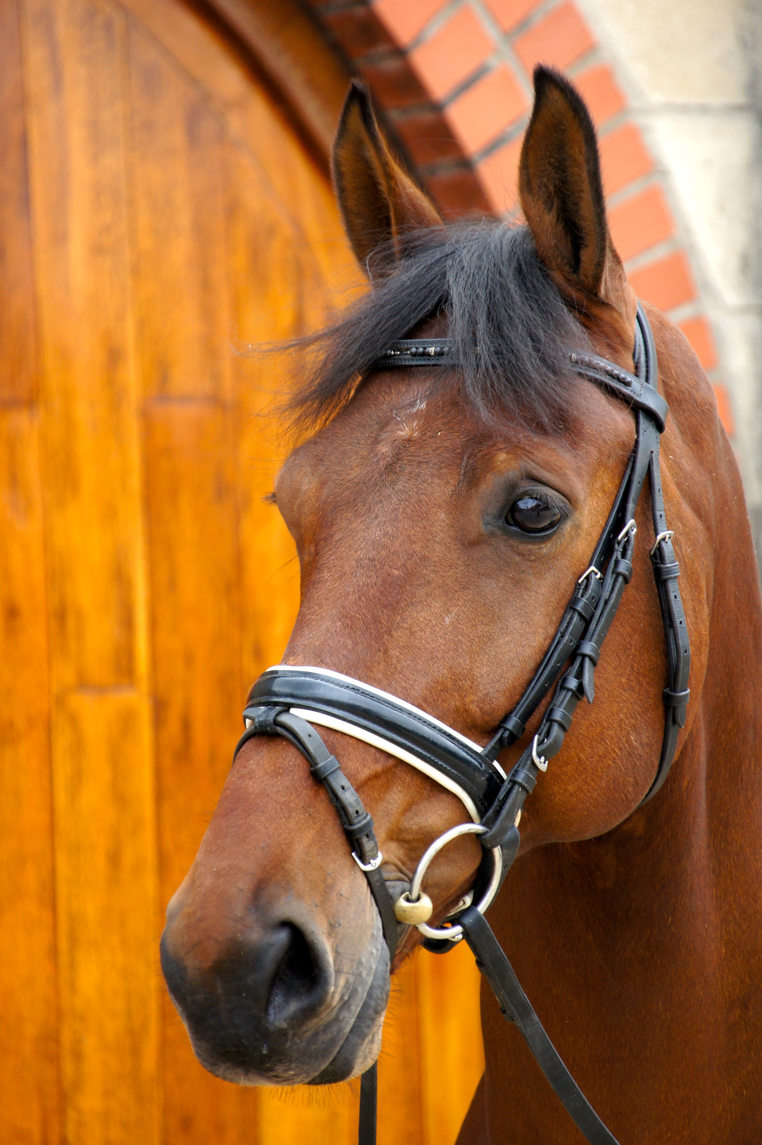 Zambo Stable Name : Zambo Colour : Bay Height :16.3 Sex : Gelding Sire : Krack C Country of Origin :Holland Year Foaled :2004 level : GP