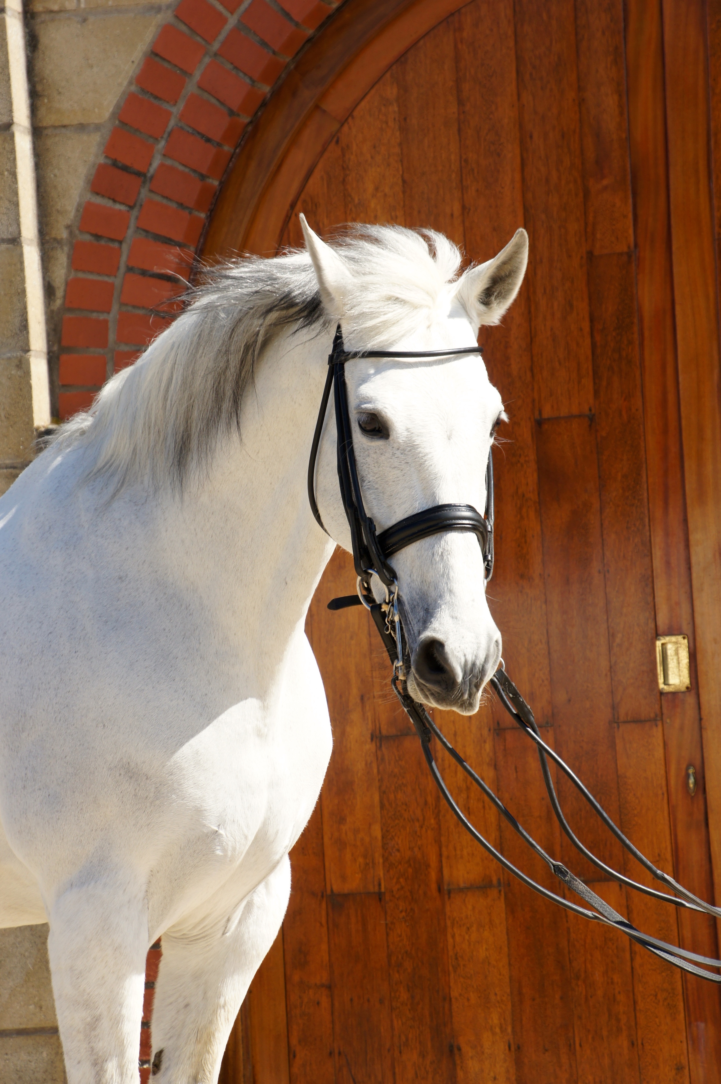 Hortelano XXV Stable Name : Cookie Colour : Grey Height : 16.3 Sex : Gelding Breeding :Andulusian Country of Origin : Spain Year Foaled :2001 level : Medium