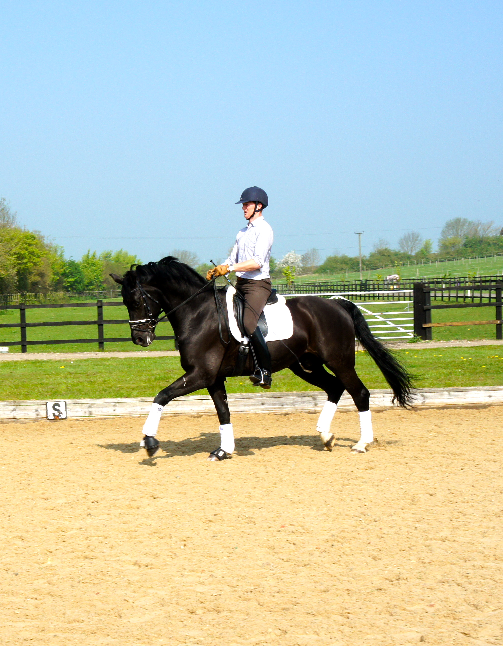 Santoro Stable Name : Santo Colour : Black Height : 16.3 Sex : Gelding Breeding : Showstar Country of Origin : Germany Year Foaled : 2003 level : Medium