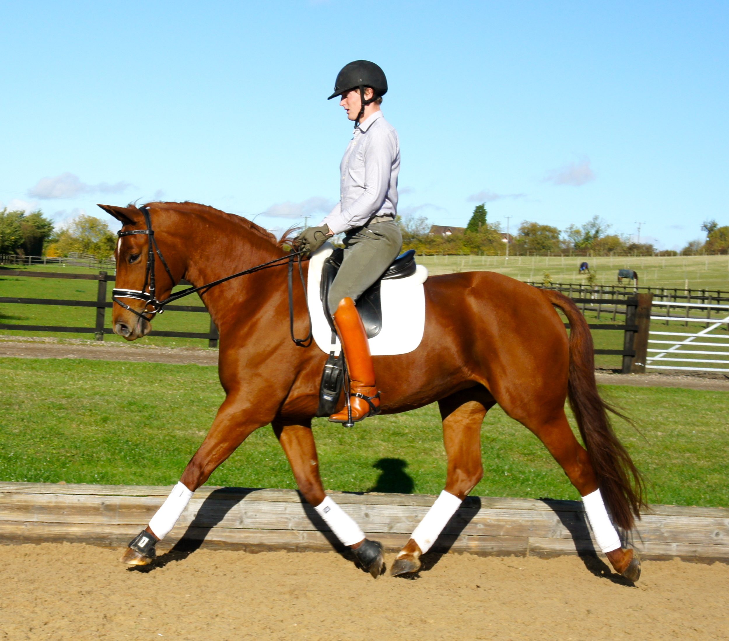 Princess Stable Name : Princess Colour : Chestnut Height : 16.2 Sex : Mare Breeding : Weserstar M Country of Origin : GB Year Foaled : 2007 Level :Novice