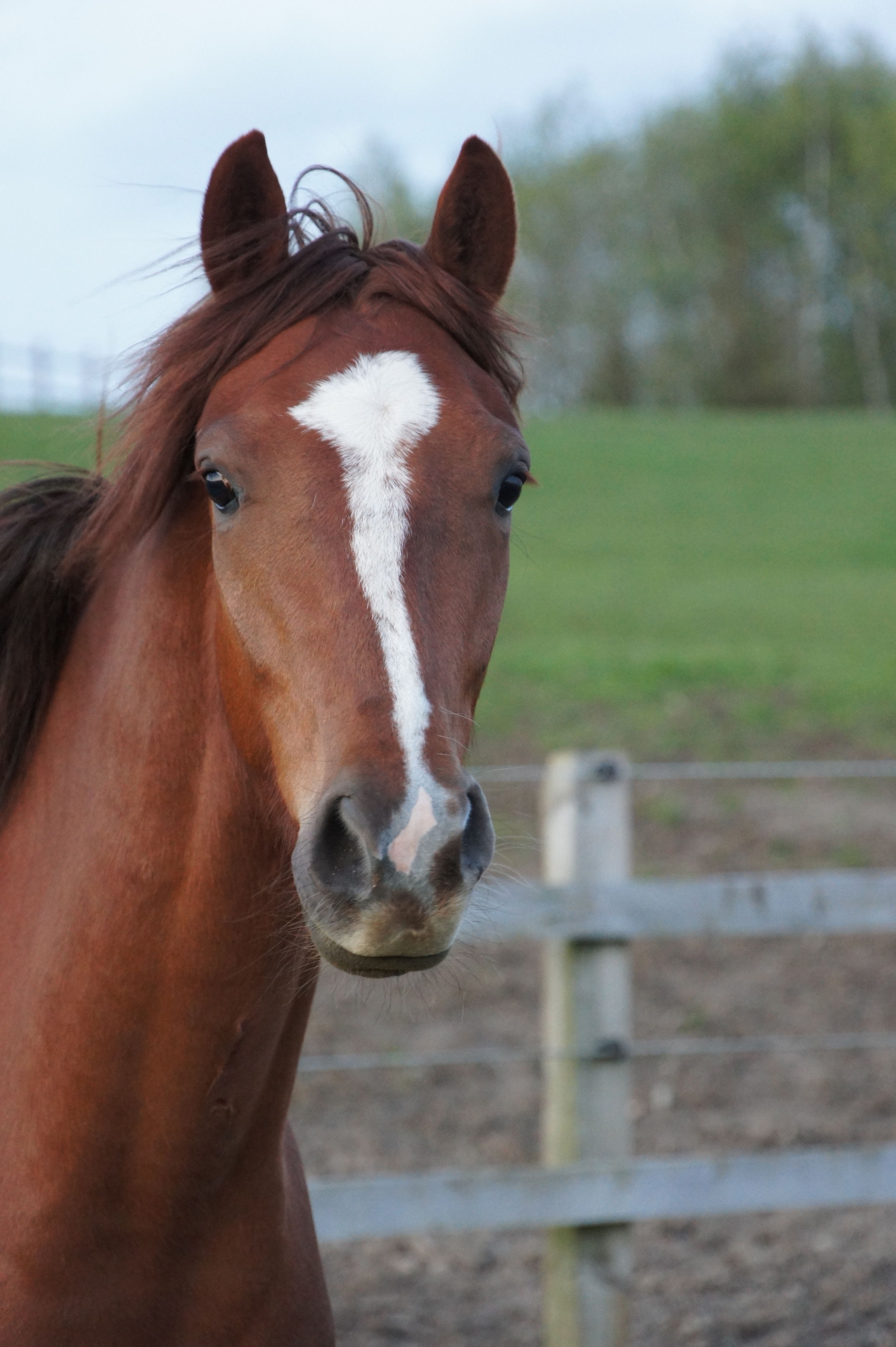 Cruz Stable Name : Billy Colour : Chestnut Height : 14.2 Sex : Gelding Breeding :Caeser Country of Origin :GB Year Foaled :2009 Sold to Charlotte Dujardin. Has won several national titles.