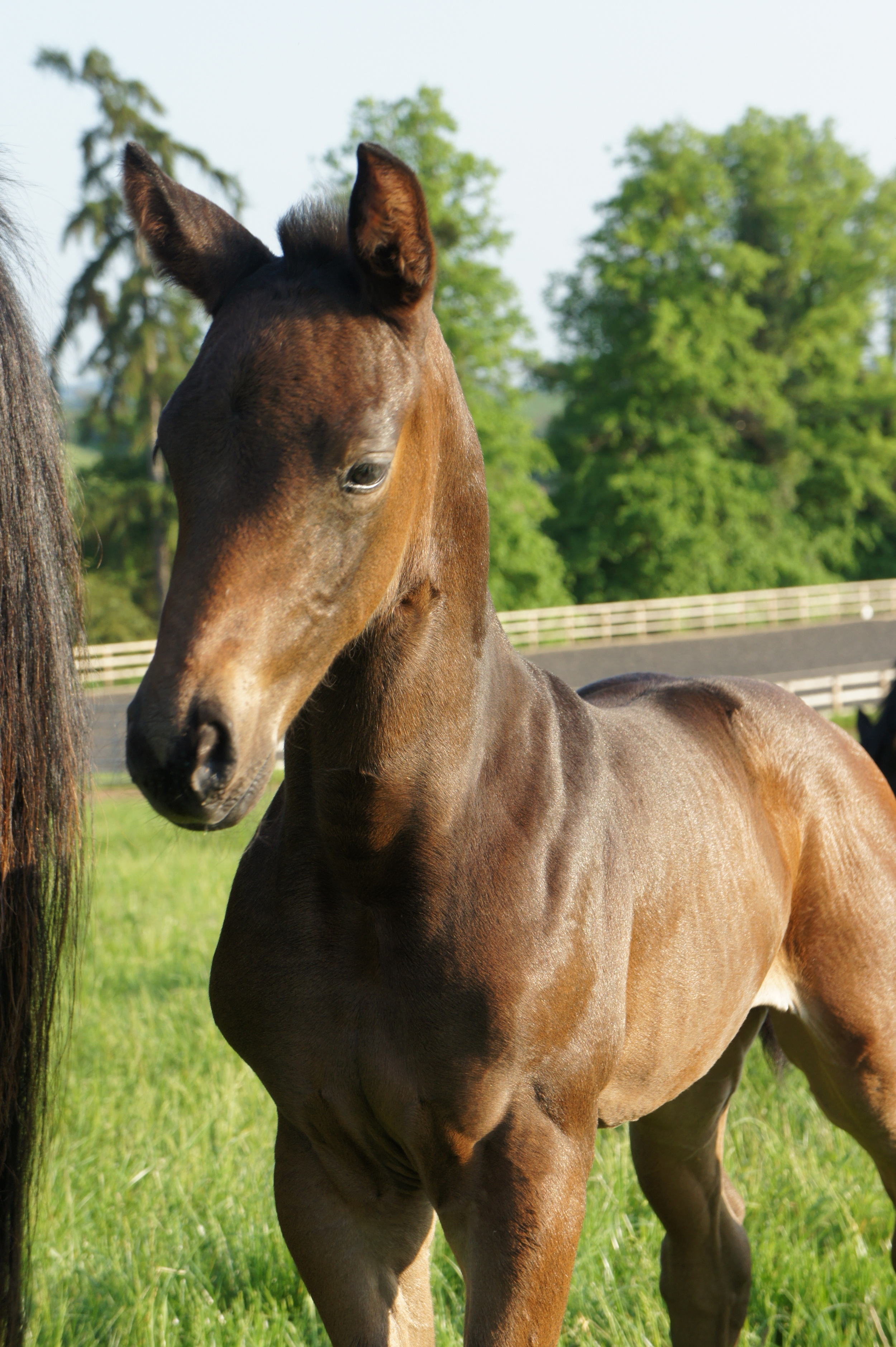 Bambi Stable Name : Bambi Colour : Dark Bay Height : 162 Sex : Mare Sire: Dimaggio Dam: Allecombe Janou Country of Origin :GB Year Foaled :2012