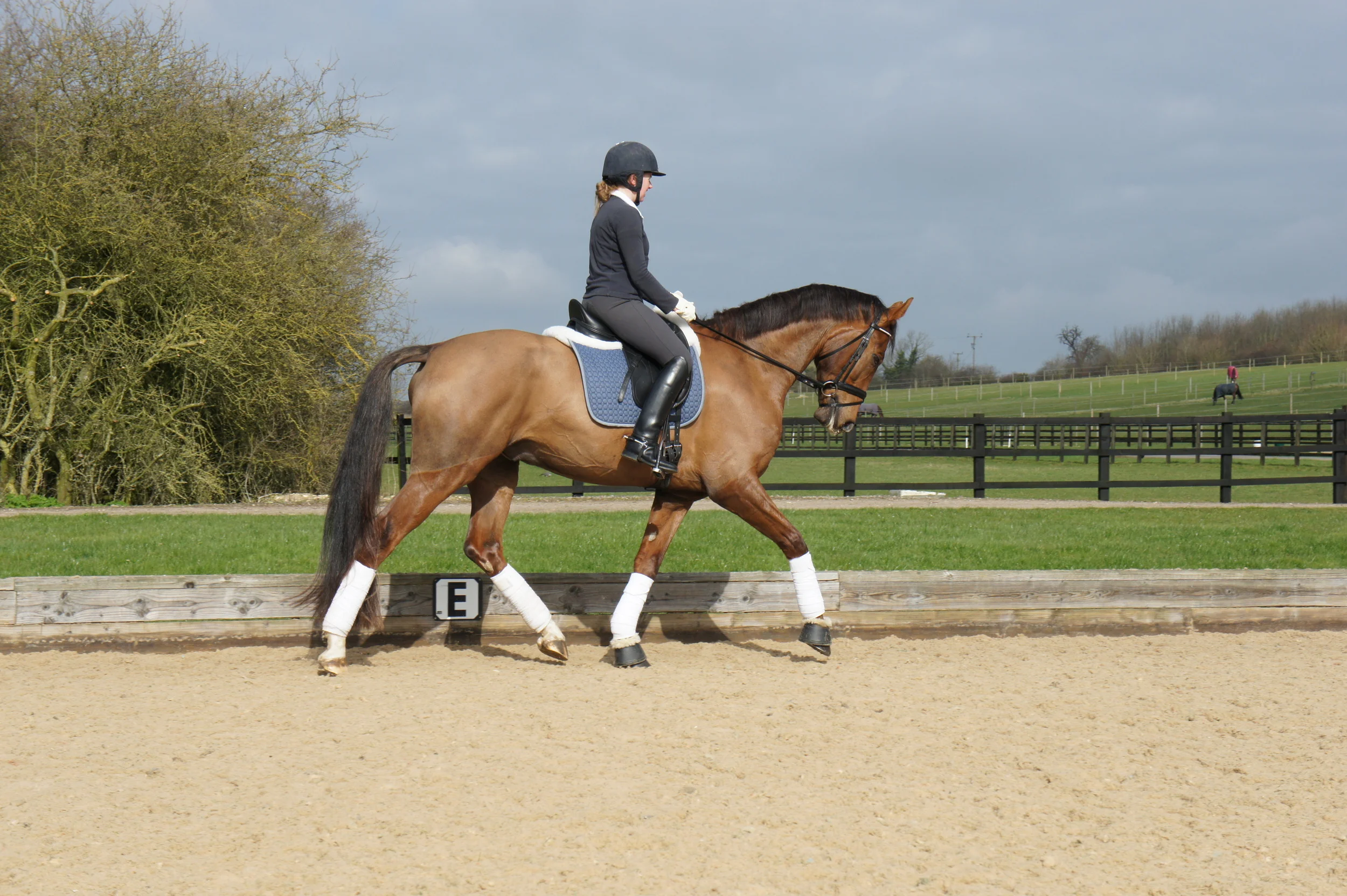 Bellissimio Stable Name :Twix Colour : Chestnut Height :16.2 Sex : Gelding Breeding :Bellissimo M Country of Origin :Germany Year Foaled : 2006 level : Elementary