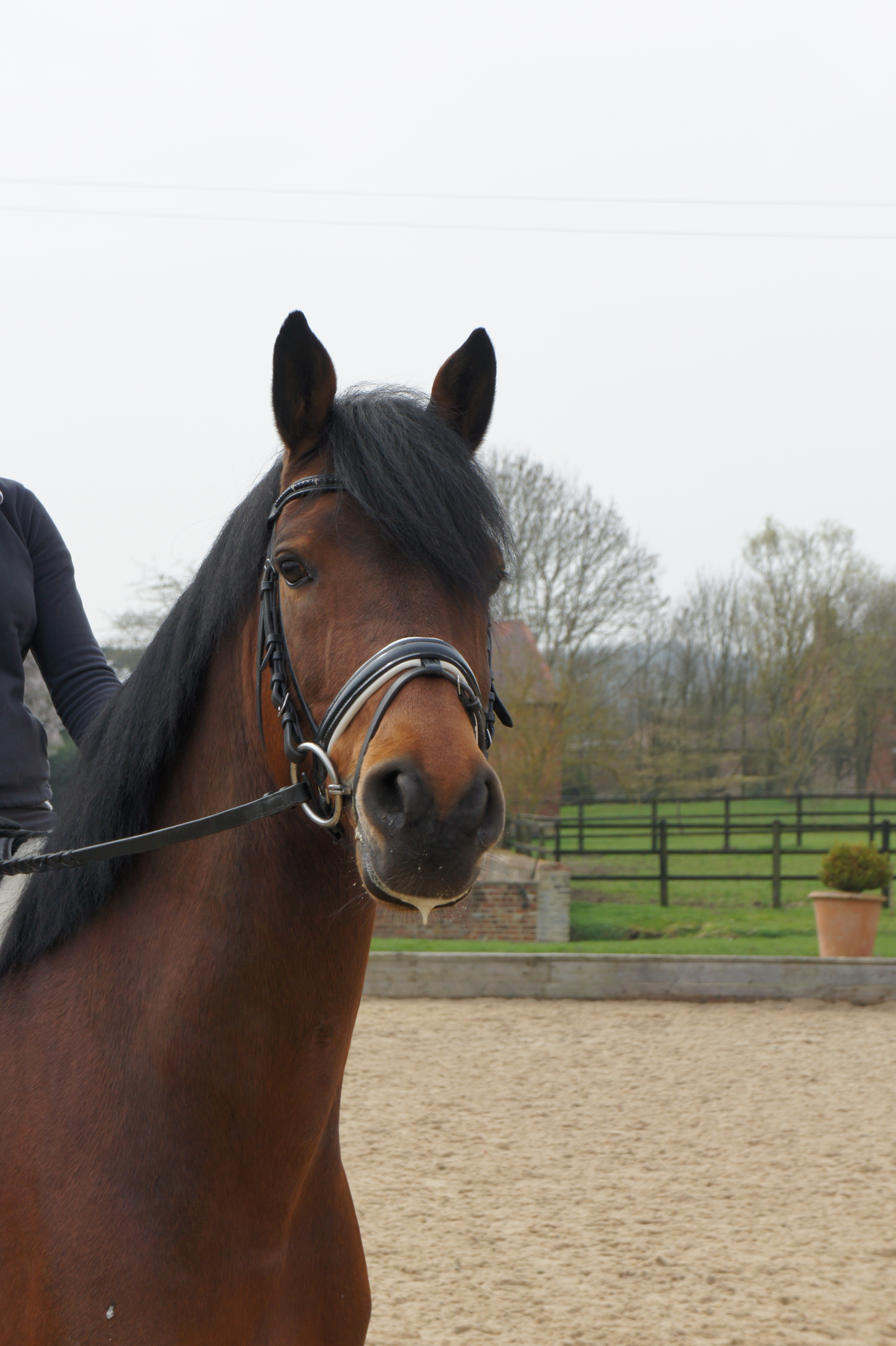 Bagel Stable Name :Bagel Colour : Bay Height :16.0 Sex : Gelding Country of Origin :Germany Year Foaled :2003