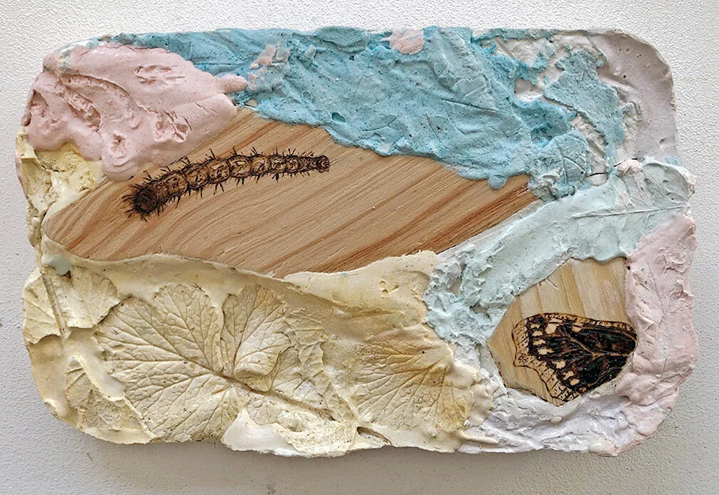 16.Nymphalis antopia.JPG