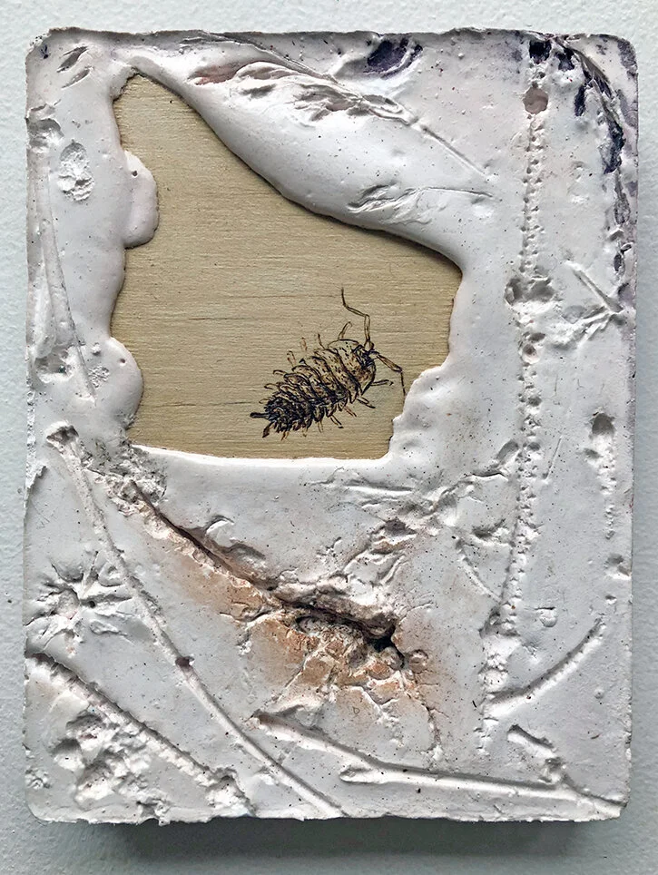 17.Porcellio scaber.JPG