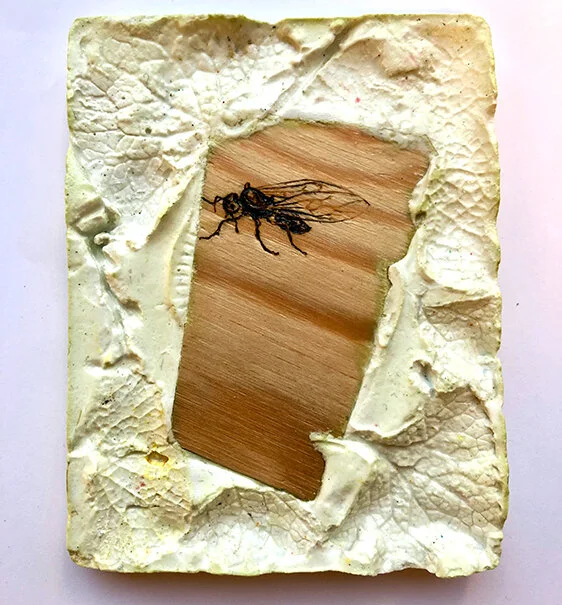 Lasius niger.JPG