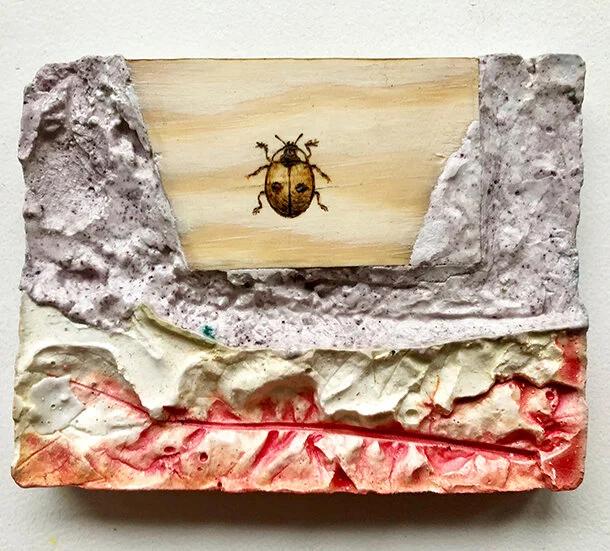 Adalia bipunctata.JPG