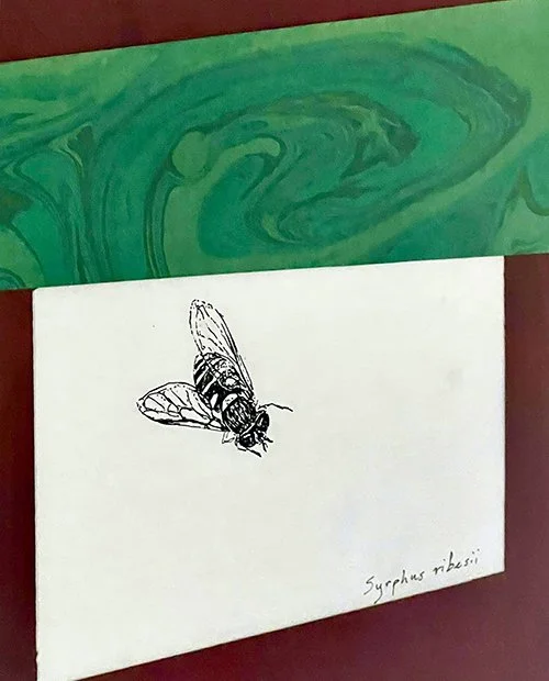 3.Sediment- Syrphus ribesii.JPG