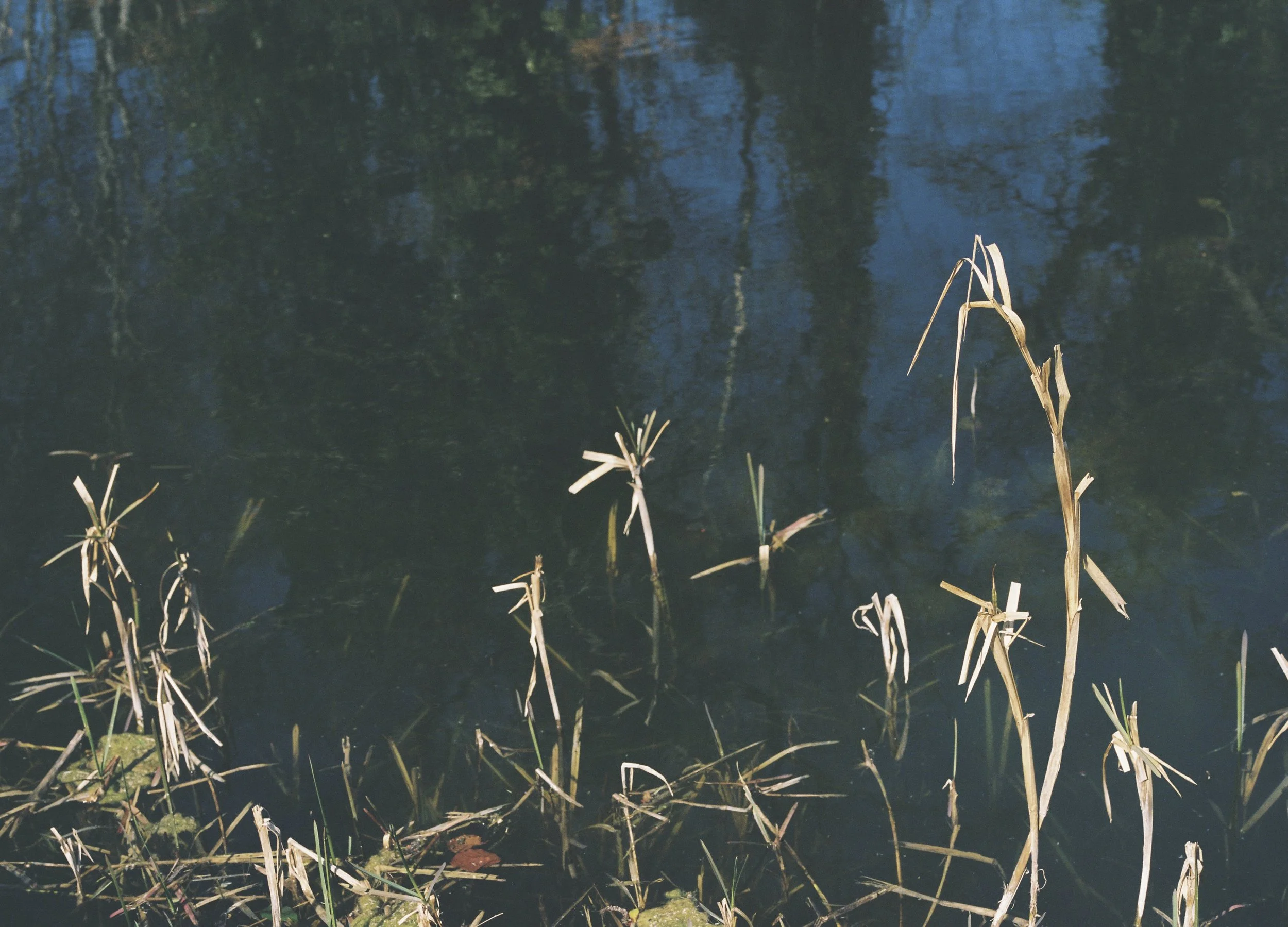Rooted in Water_2.JPG