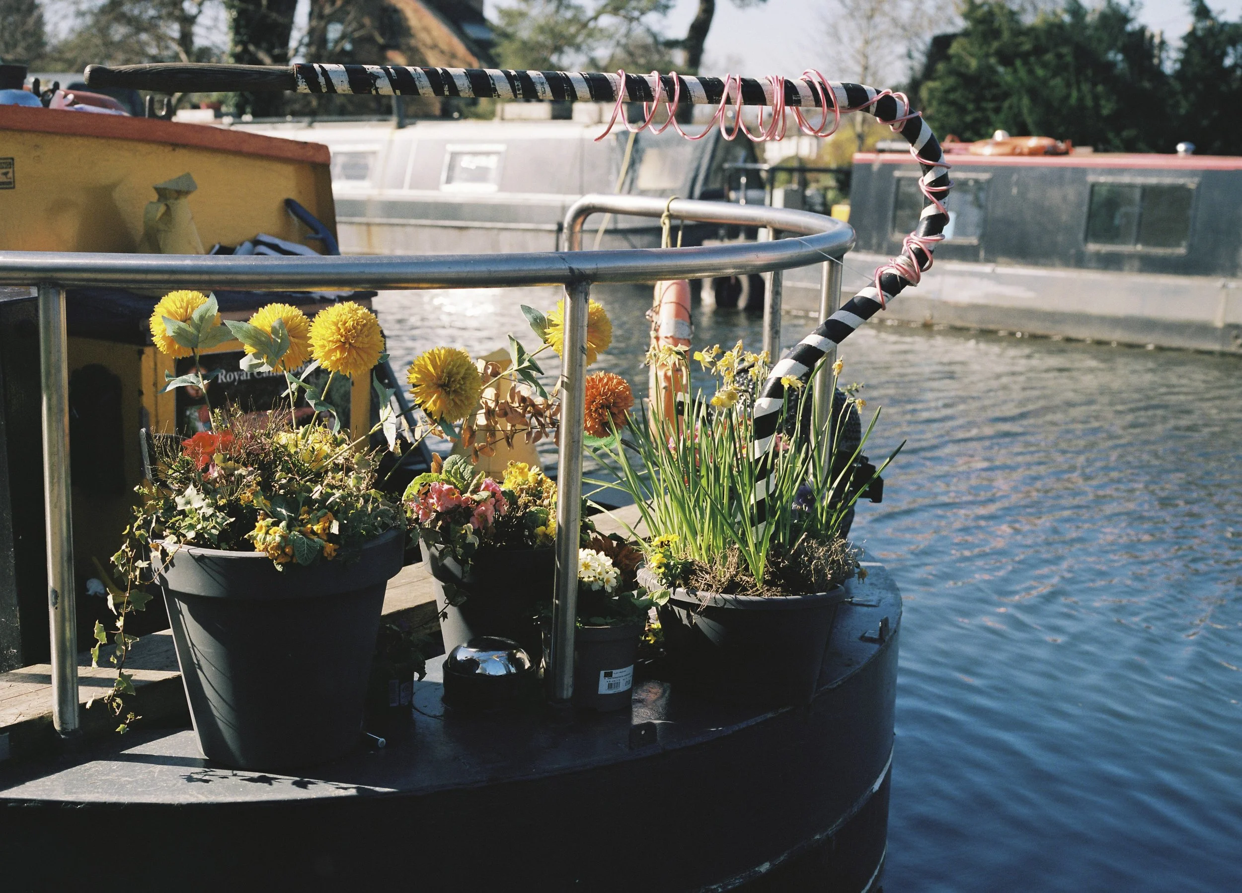 Rooted in Water_9.JPG