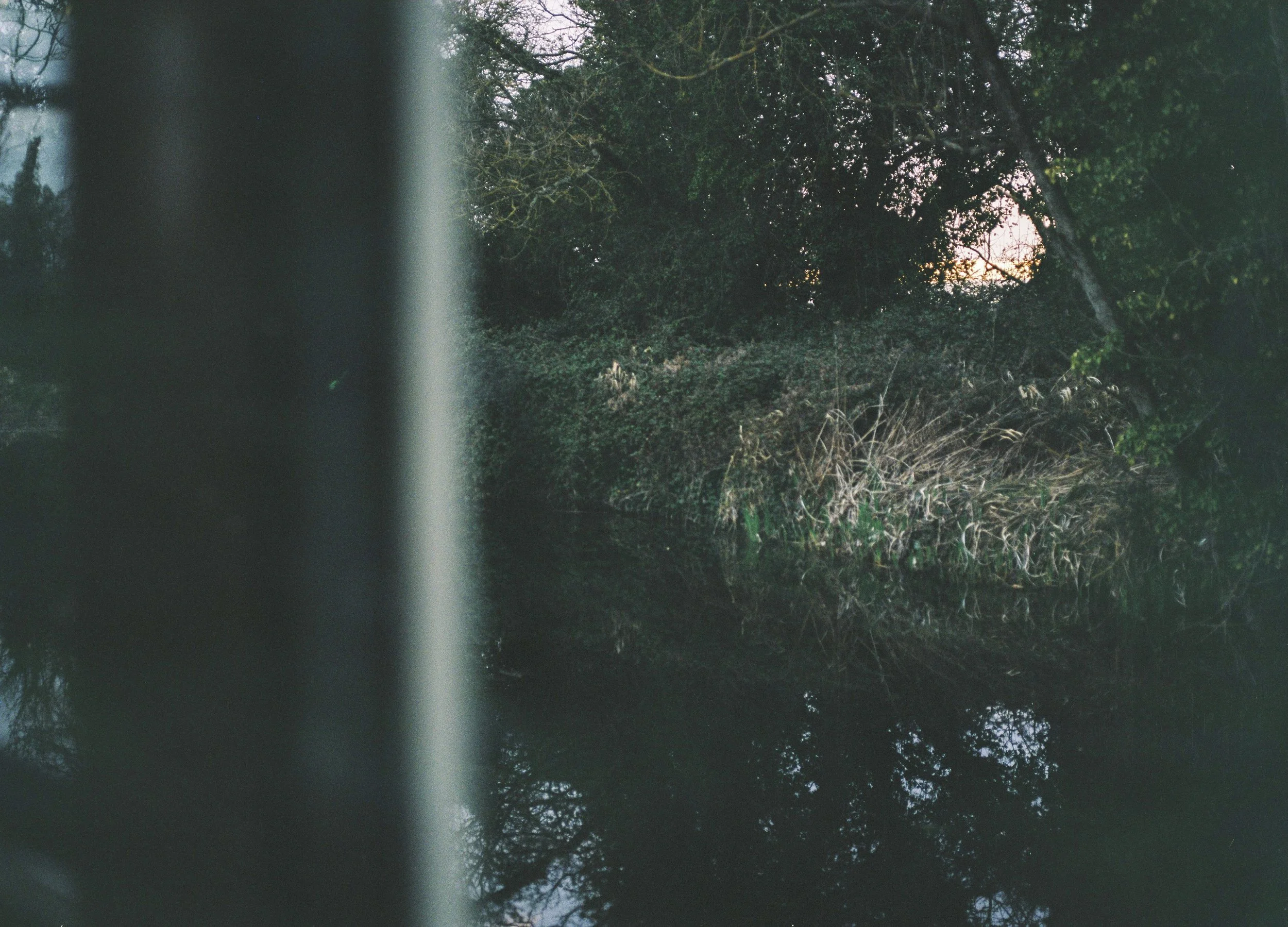 Rooted in Water_13.JPG