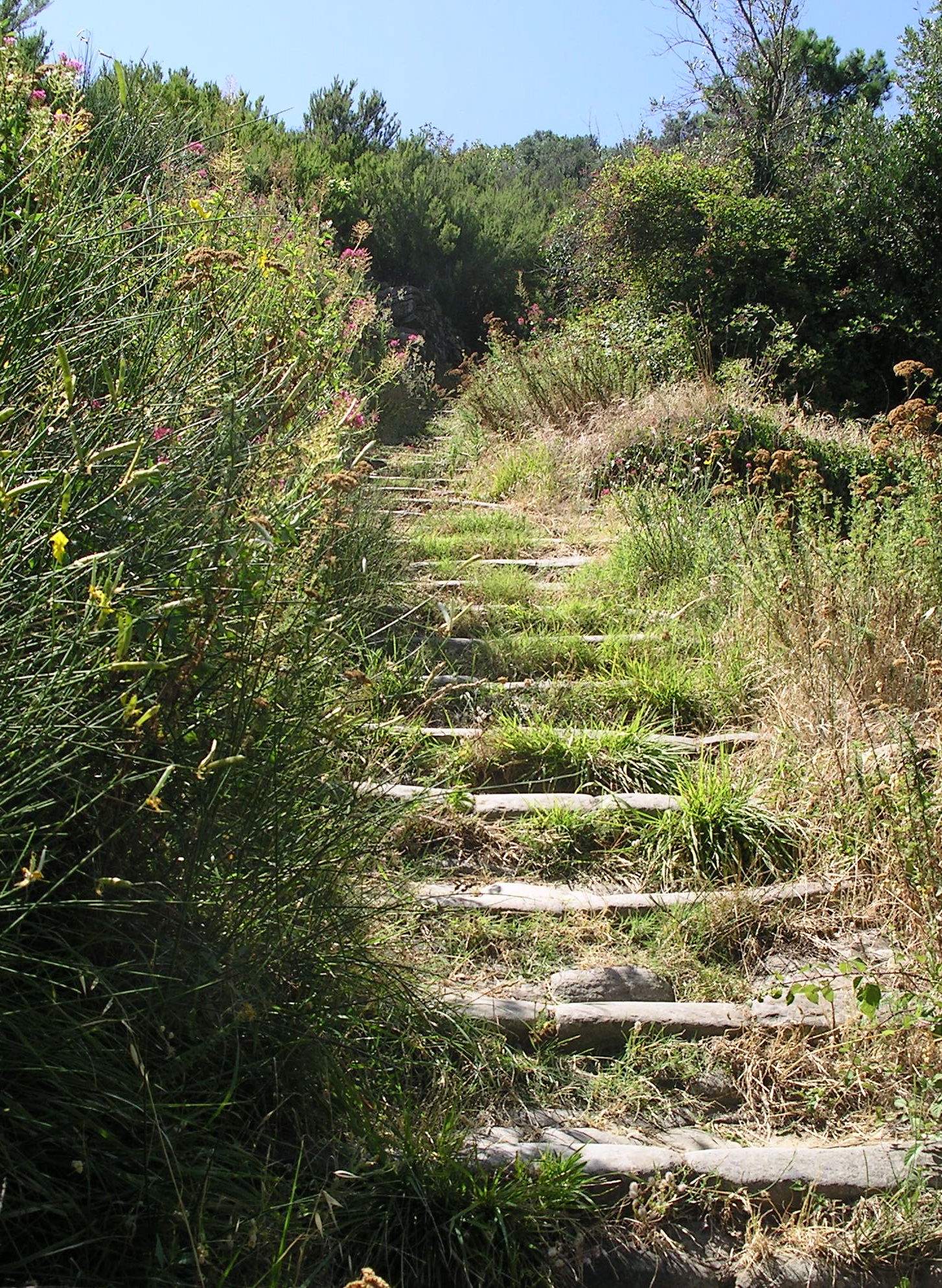 Grassy Path.JPG
