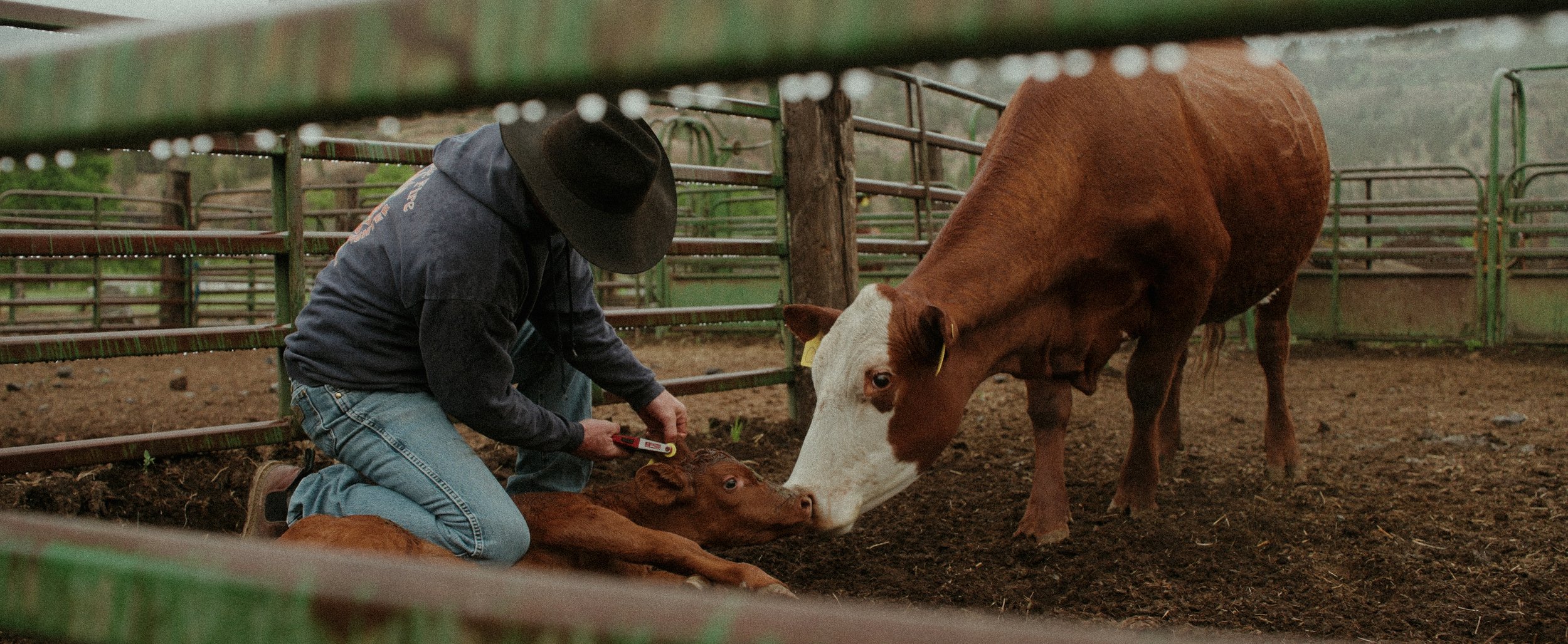 A Bird with a Knife_01.jpg