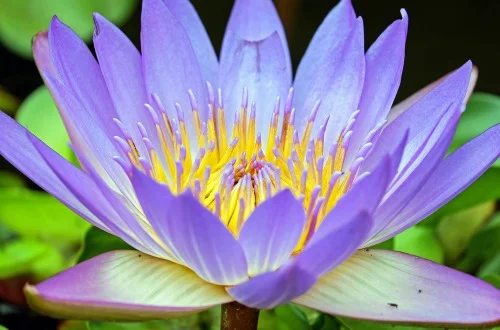 Purple Water Lily_500x330.jpg