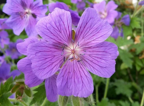 Purple Cranesbill Flower_500x369.jpg