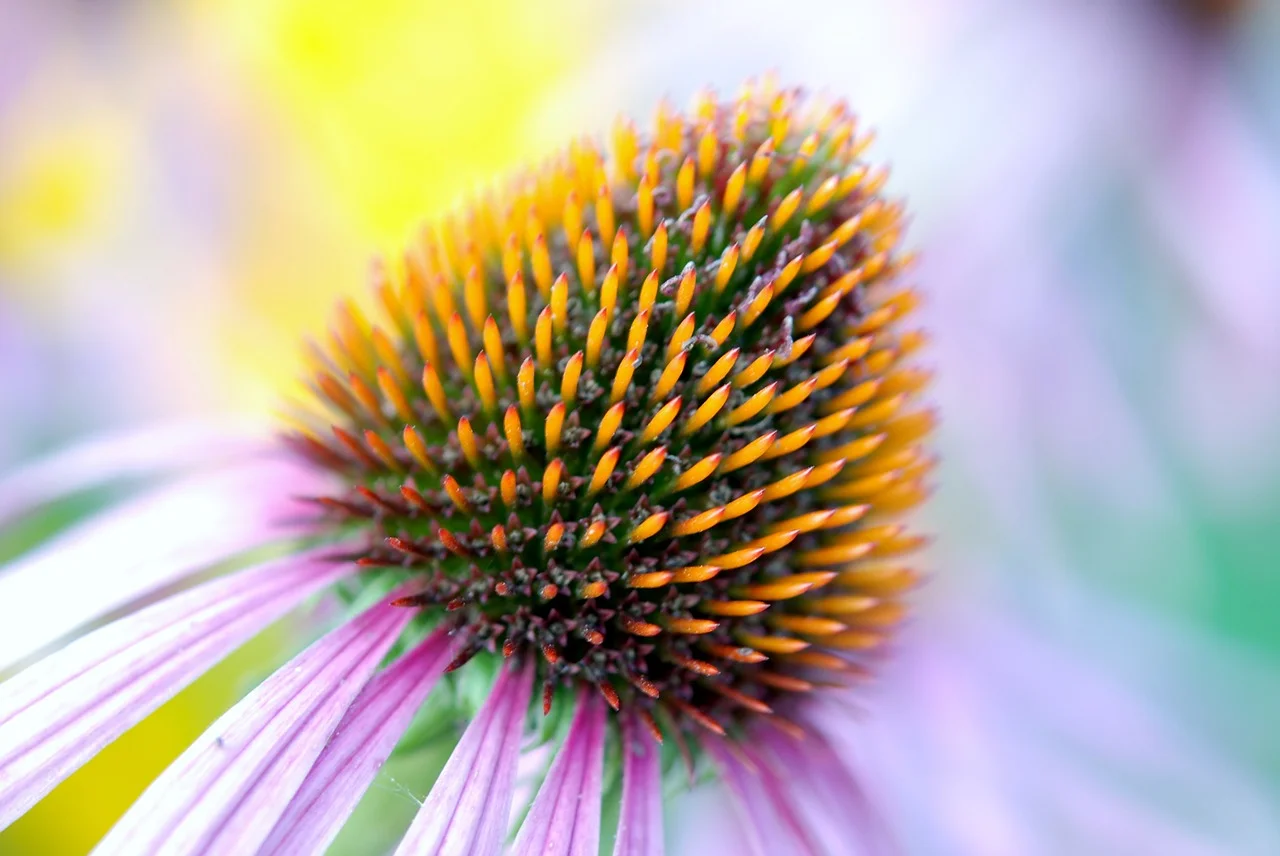 Echinacea_1280.jpg