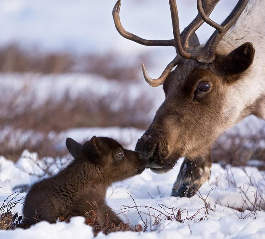 Reindeer and Baby.jpeg