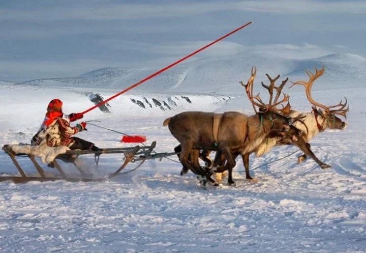 Sami Reindeer Woman, source Arctic Photo