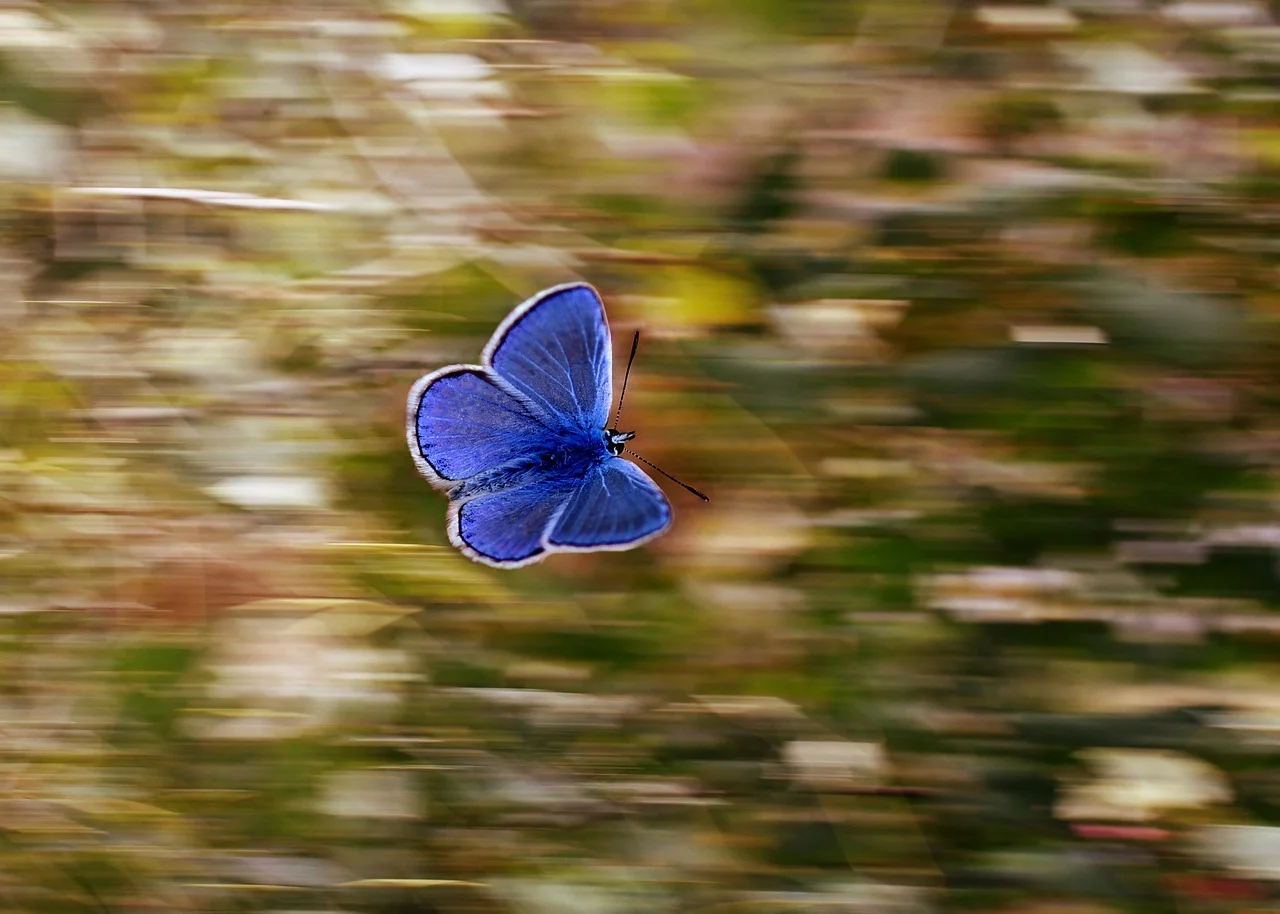 Butterfly in Flight_1280.jpg