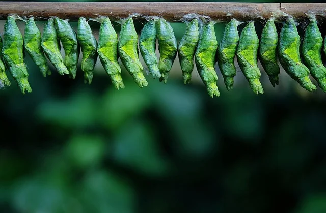 Row of Butterfly Cocoons_640.jpg
