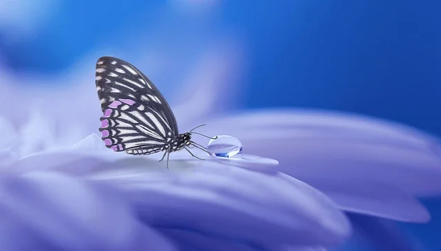 Butterfly on Purple Flower_640.jpg