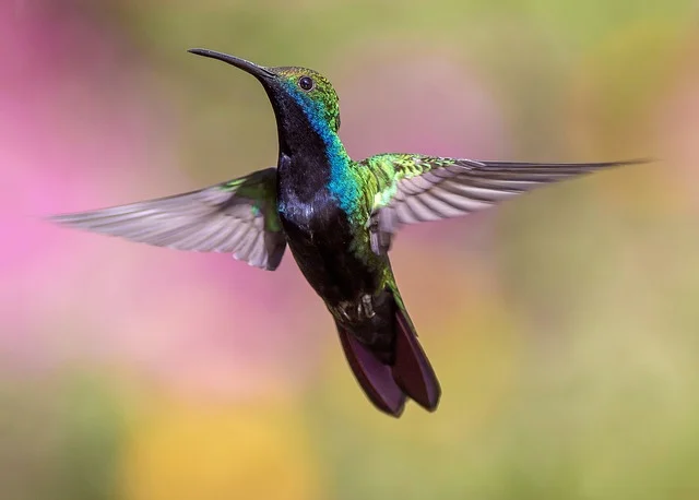 Hummingbird in Flight_640.jpg