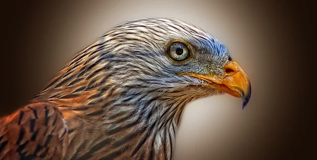 Red Kite Bird of Prey_640.jpg
