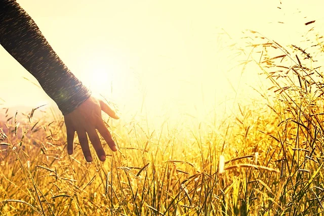 Hand in Sunny Wheat Field_640.jpg