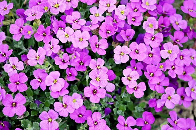 Purple Violet-Like Flowers_640.jpg