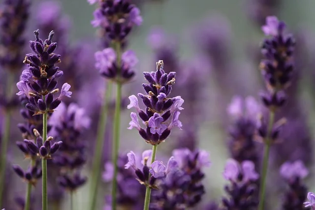 Purple Lavender 640.jpg