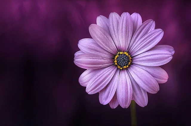 Purple Daisy_640.jpg