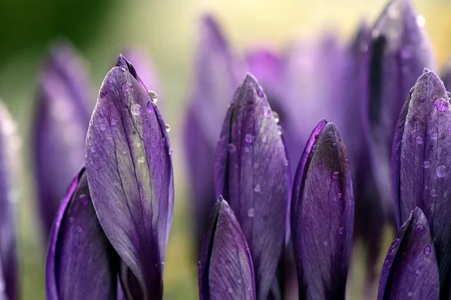 Purple Crocus_640.jpg