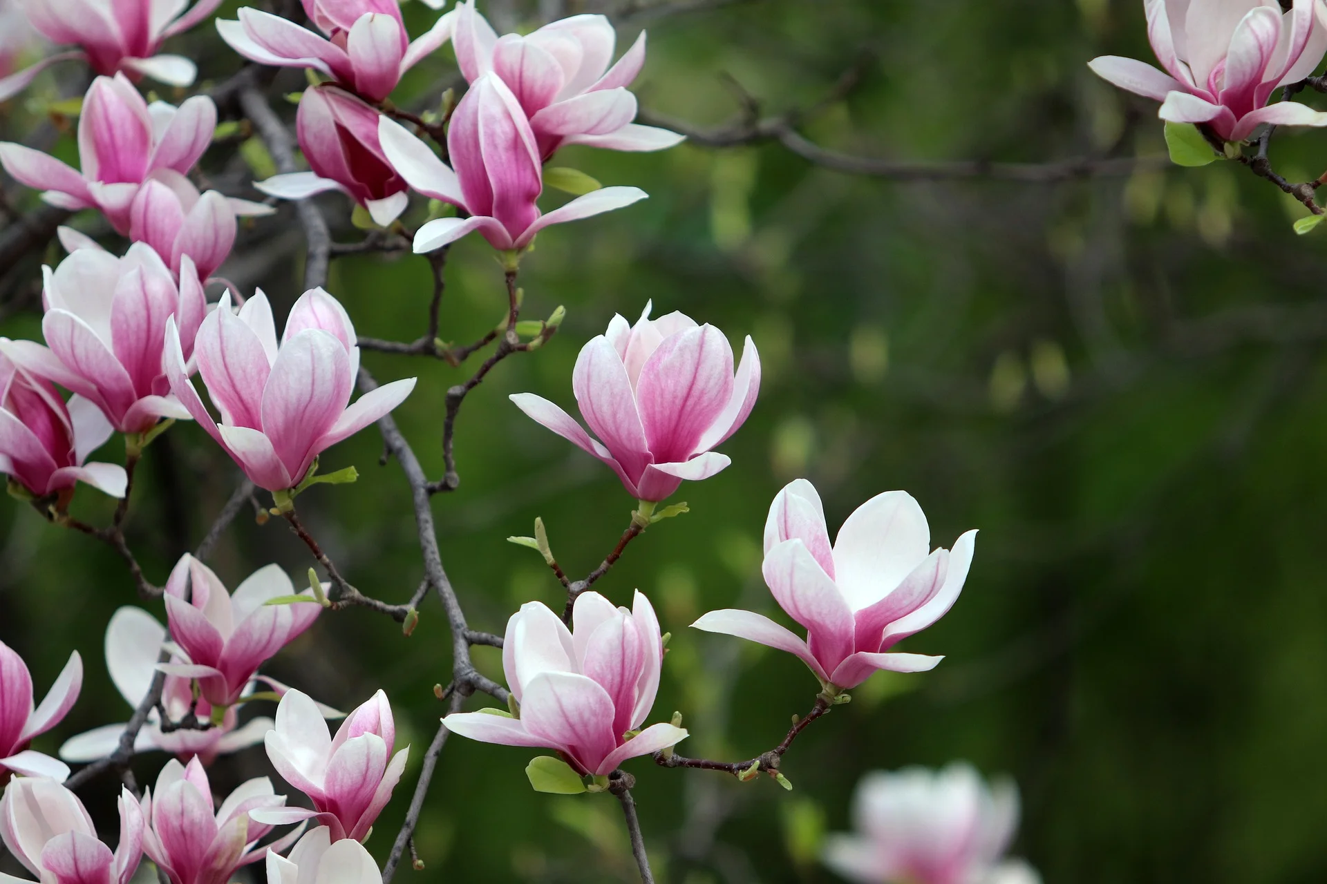 Magnolia Blossoms_1920.jpg