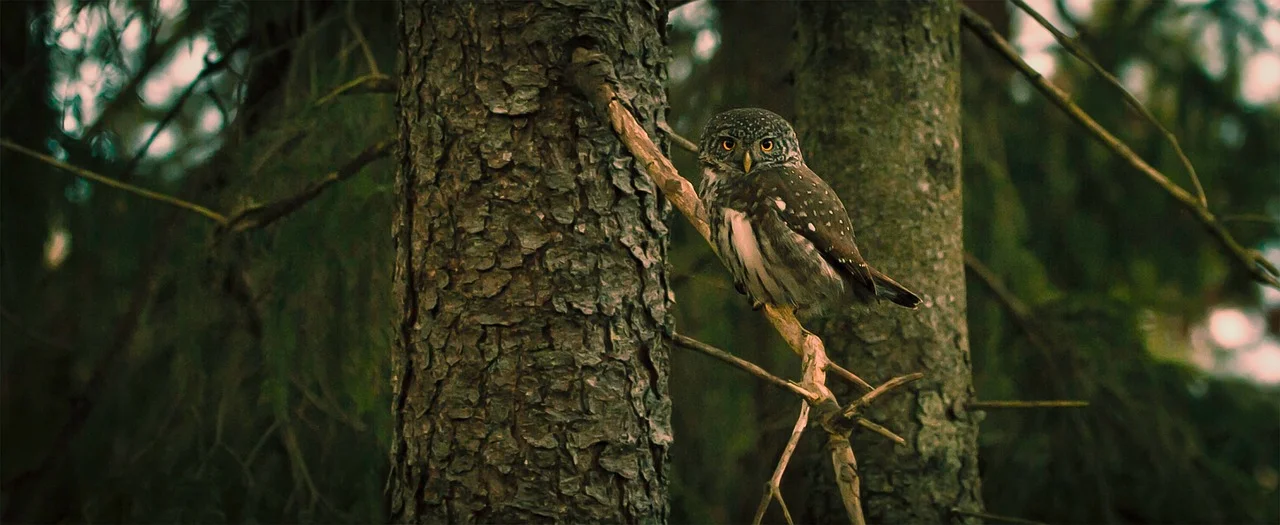 Owl in Forest_1280.jpg