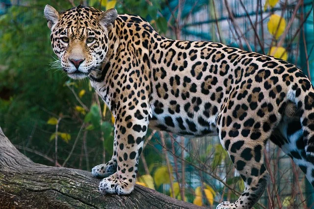 Jaguar_640.jpg