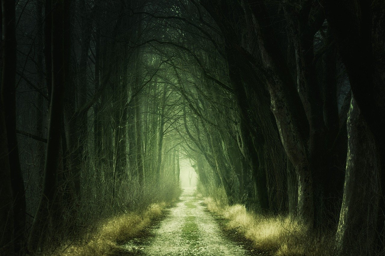 Dark Forest_1280.jpg
