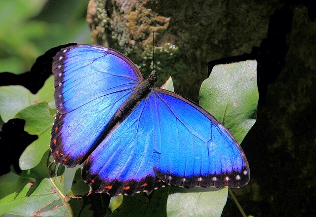 Blue Morpho Butterfly 2020_640.jpg